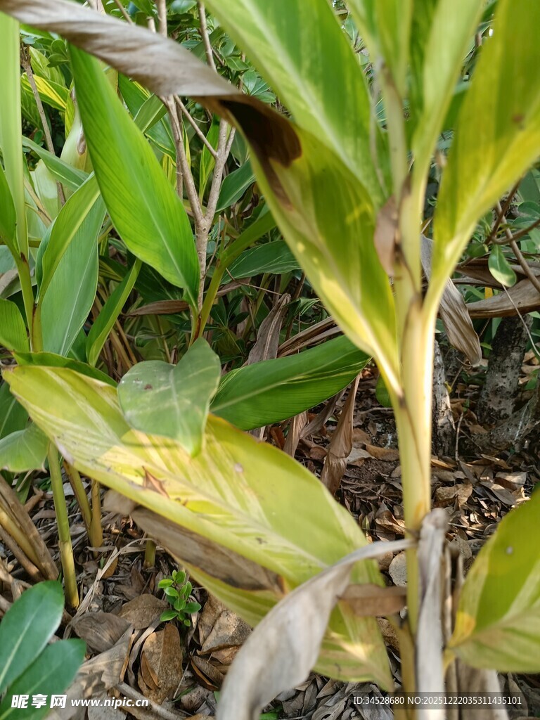 患病植物叶片特写