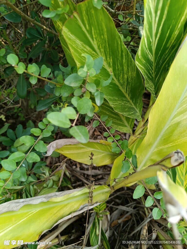翠绿植物叶片特写