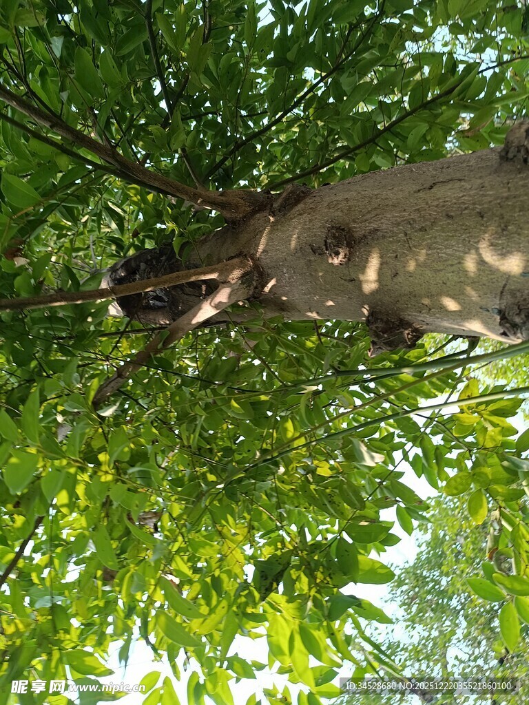 仰视繁茂绿树树冠