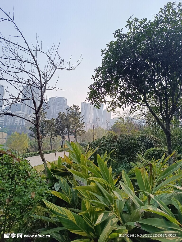 城市中的绿植景观