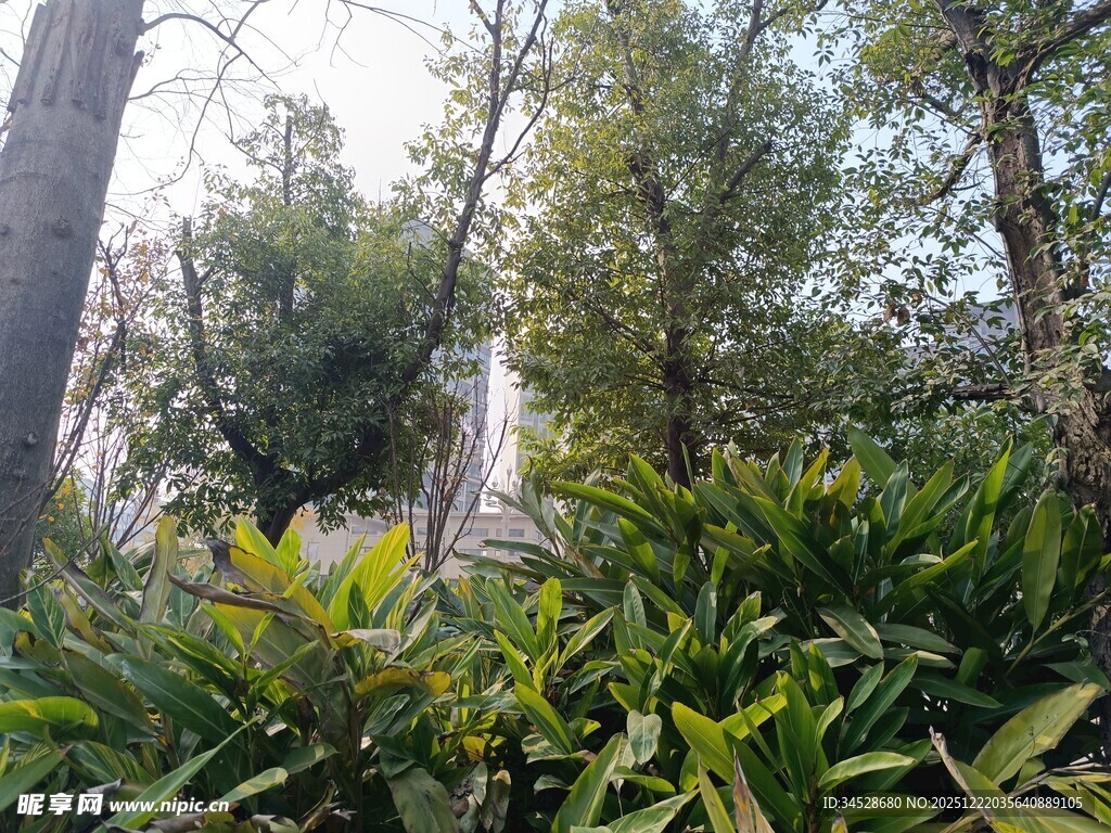 林间繁茂绿植景观