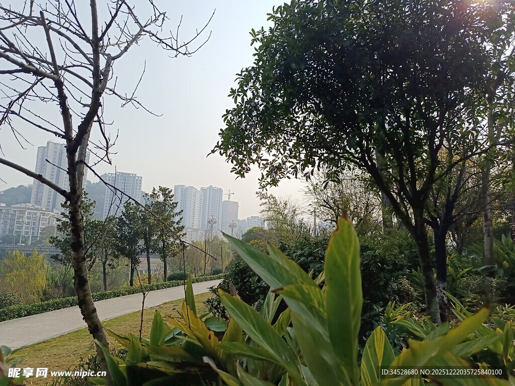 城市公园中的绿植与树木