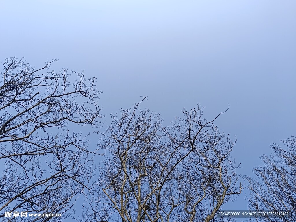 冬日光秃树枝与淡蓝天