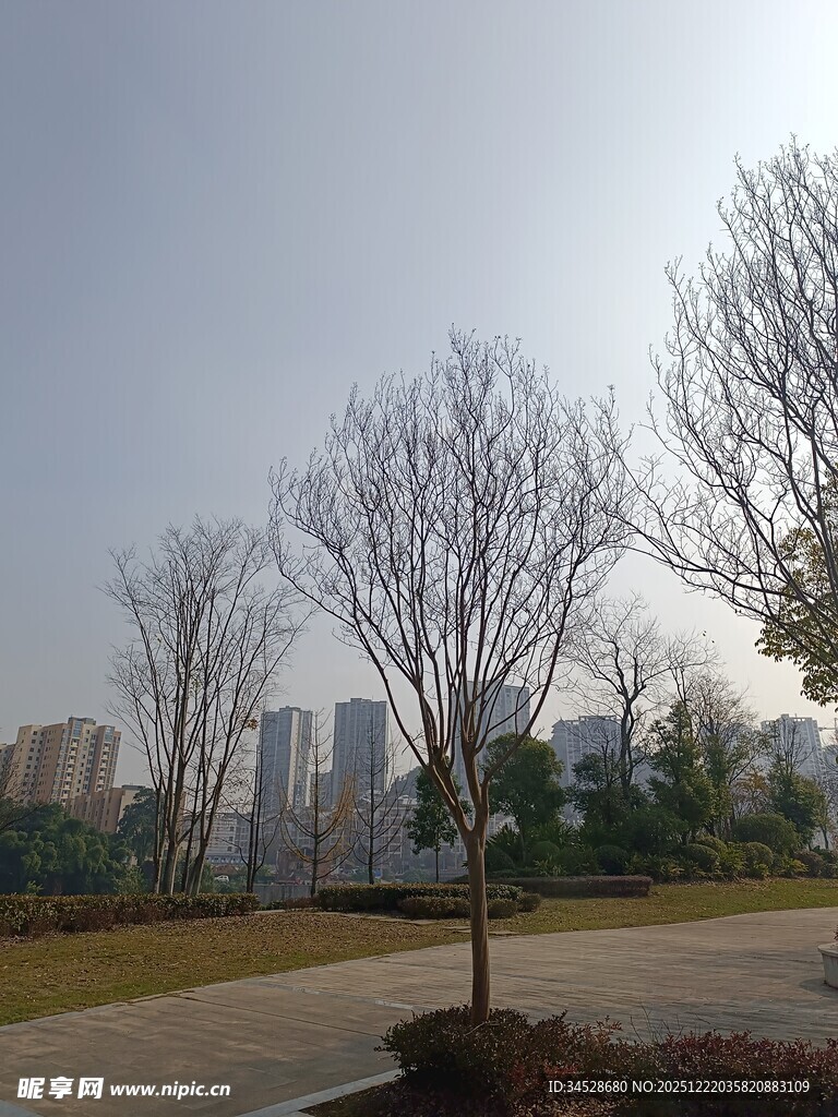 冬日城郊树木与远处建筑