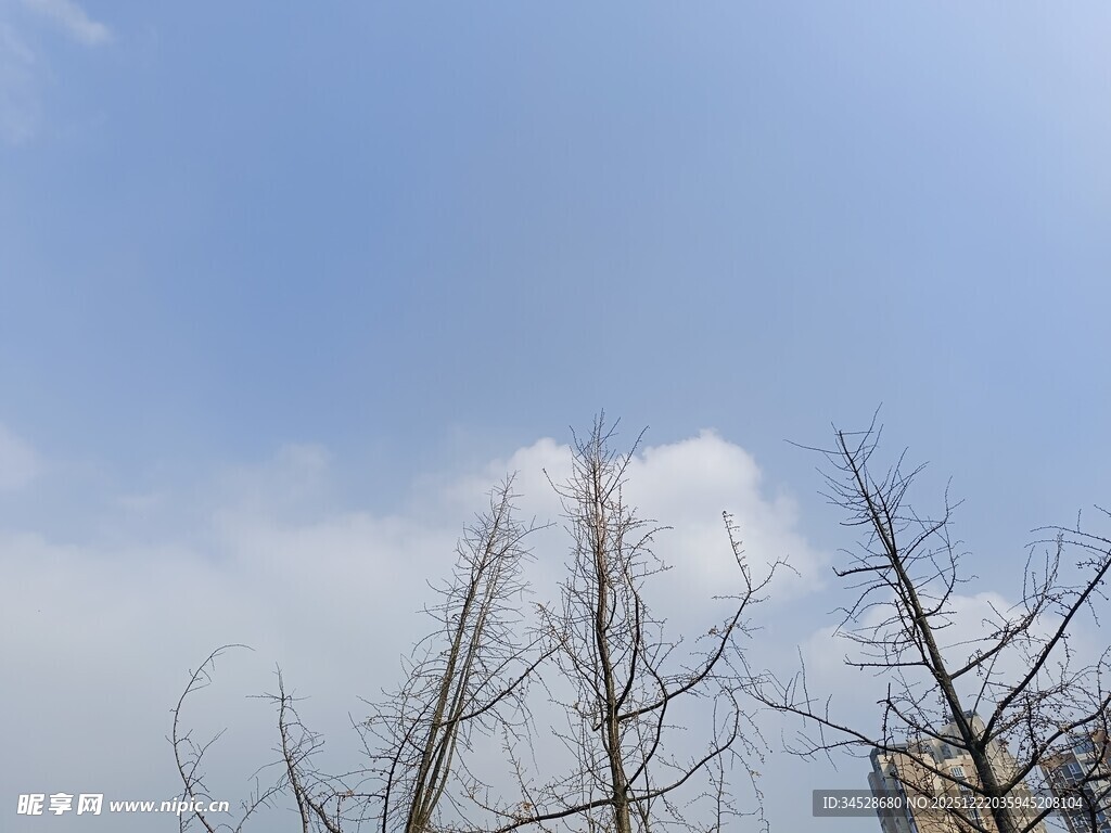 蓝天枯枝景象