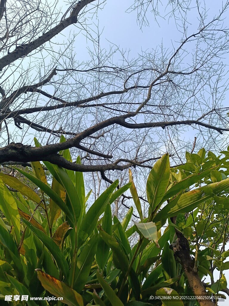 绿叶与枯枝的自然景致