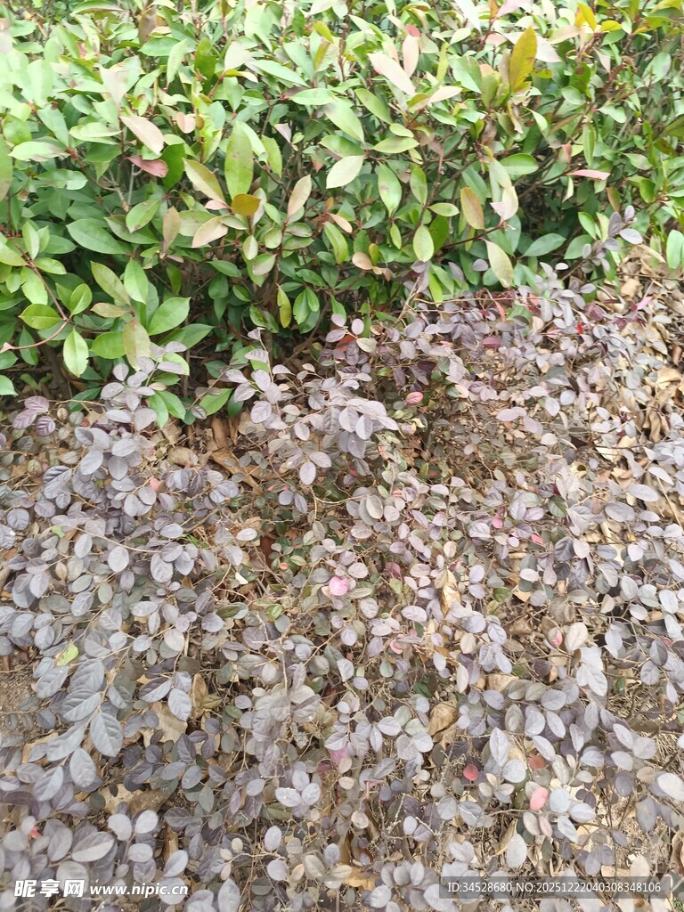 地面落叶与绿植景观