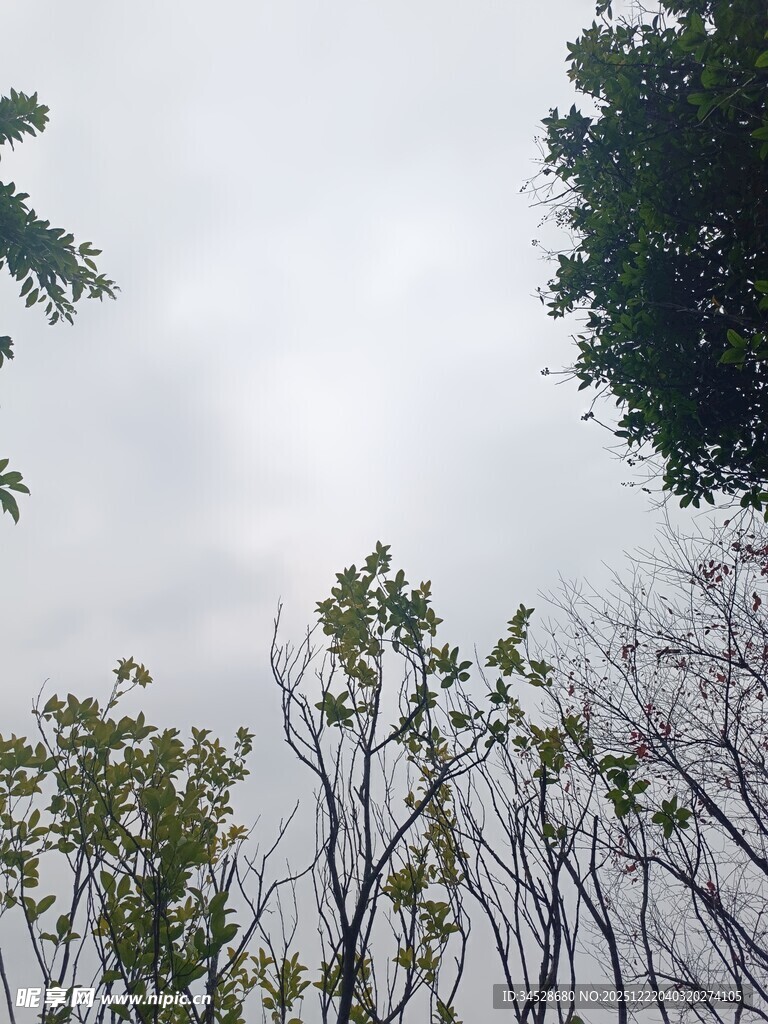 仰视天空下的繁茂树木