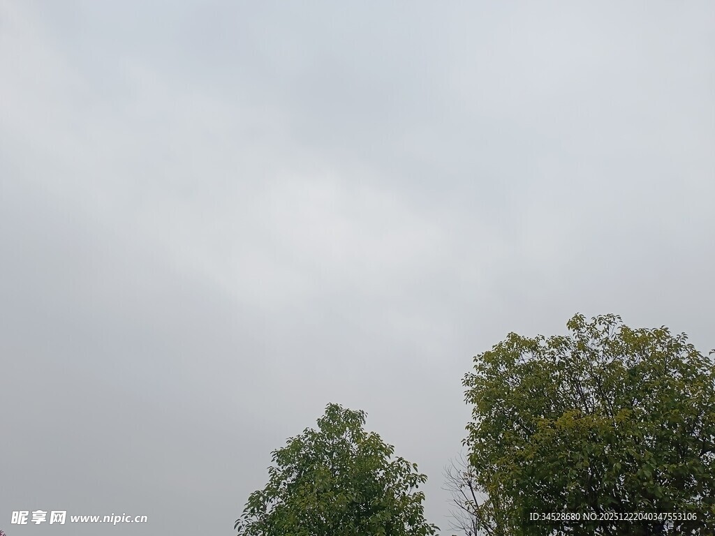 阴天中的两棵绿树