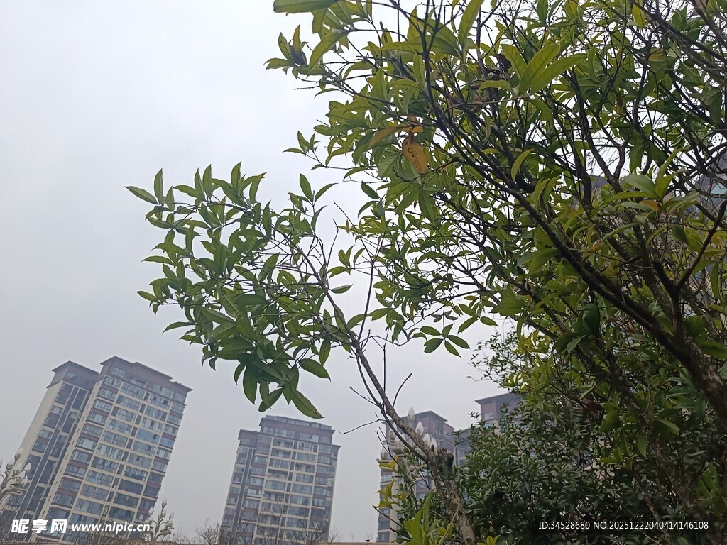 城市中繁茂的绿树景观