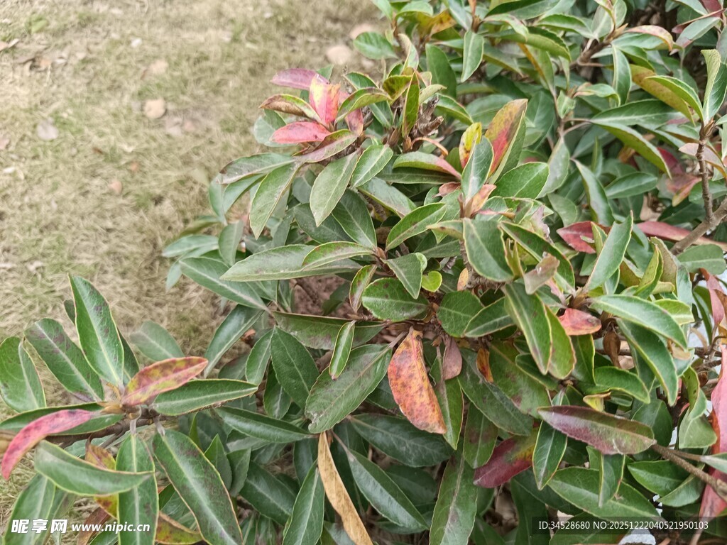 多彩叶片的植物景观