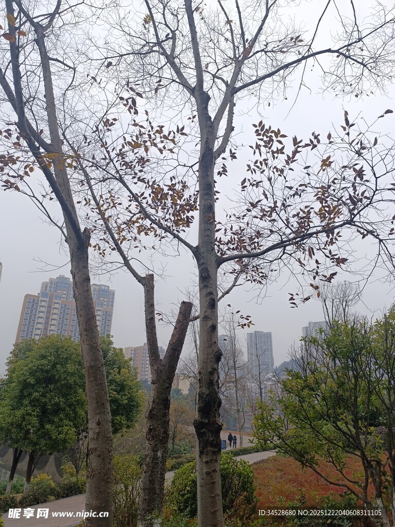 城市中萧瑟树木与远景