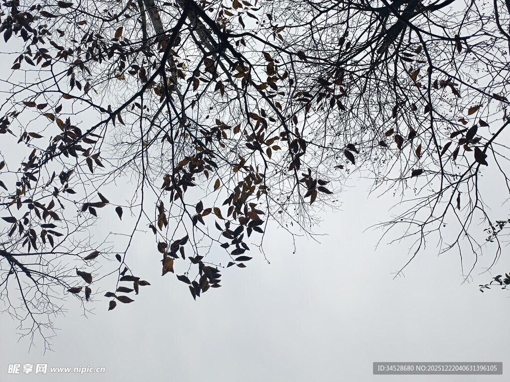 冬日光秃树枝与稀疏残叶