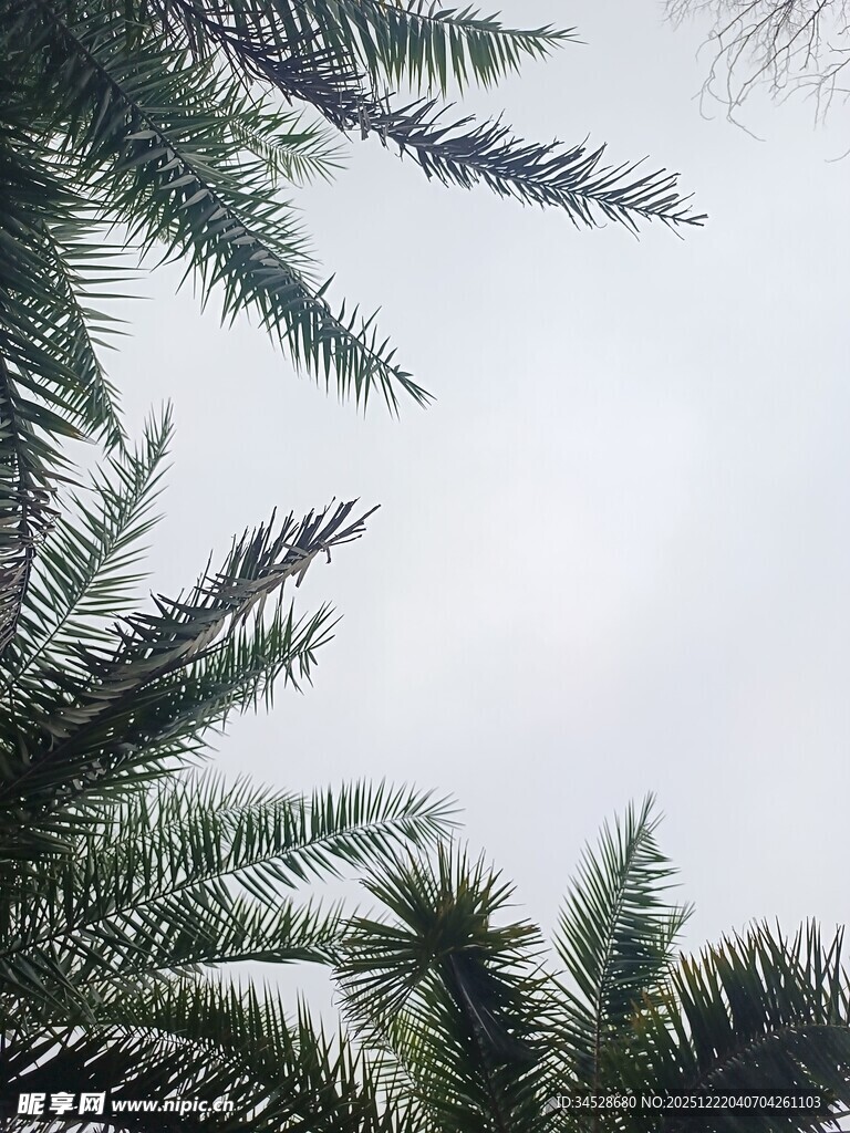 仰视下的翠绿松针枝叶