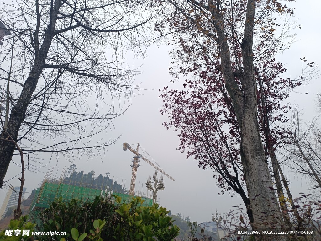 雾中树木与绽放花枝