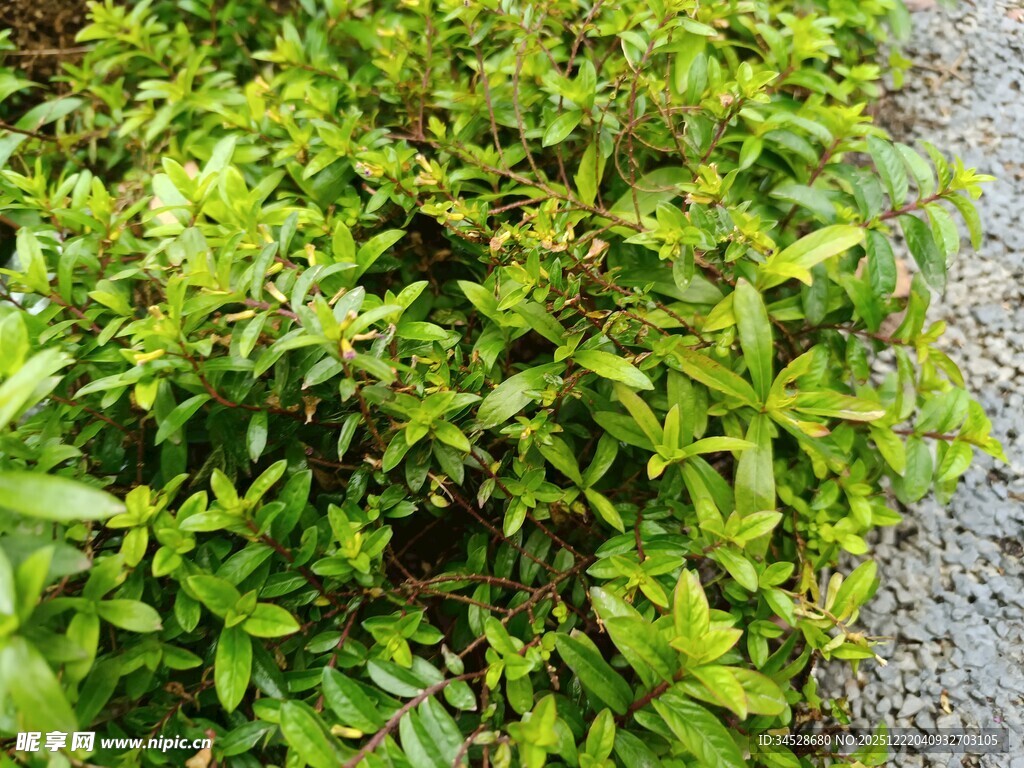 翠绿繁茂的灌木丛