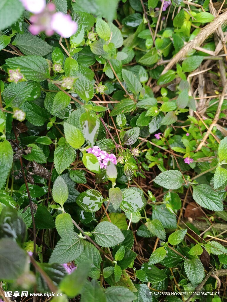 绿叶丛中的紫色小花