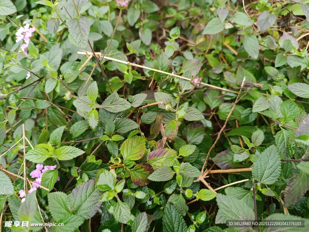 绿叶繁茂的植物景象
