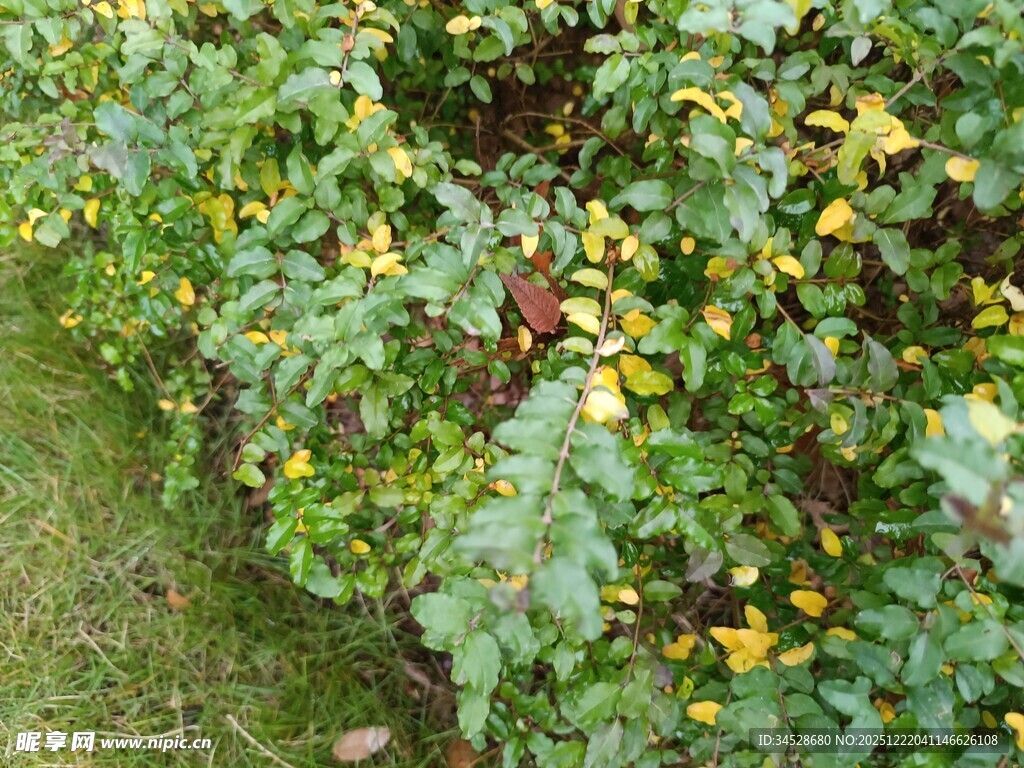 绿叶丛中的多彩果实