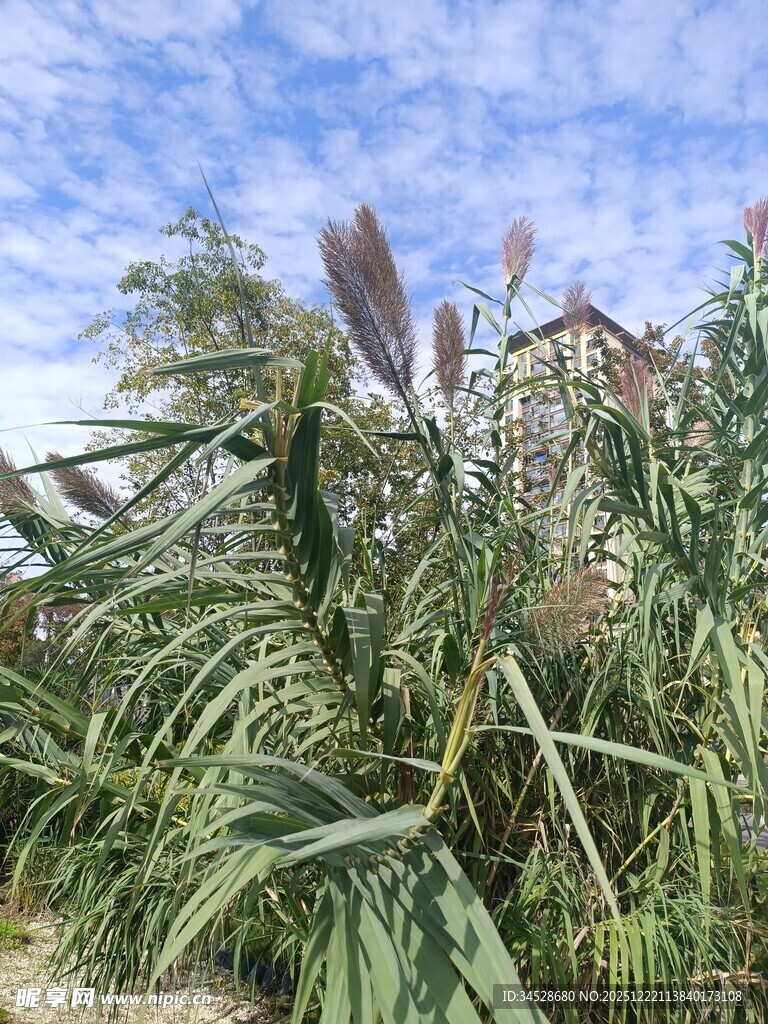 户外茂盛的绿色蒲苇植物