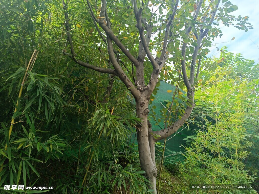 野外枯树与繁茂绿植景象