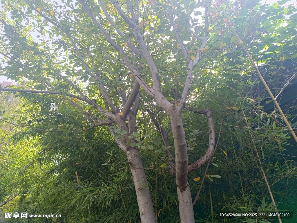 弯曲树干的奇特树木