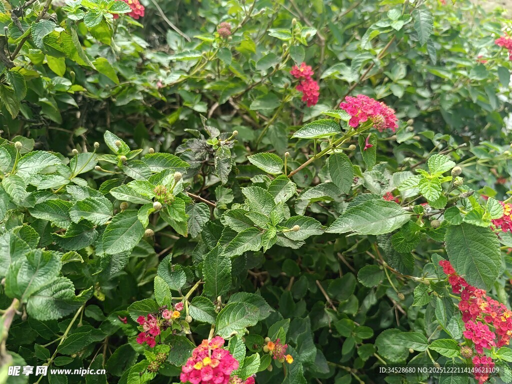 绿叶丛中绽放的艳红花朵