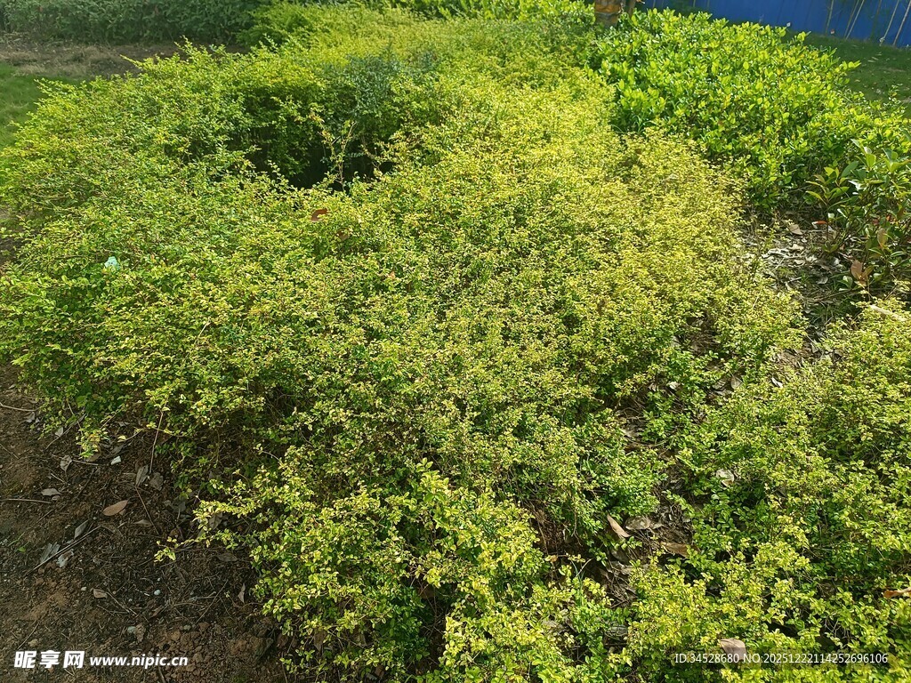 绿意盎然的蓬勃植物景观