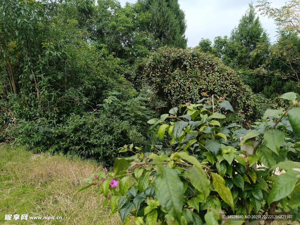 繁茂绿植中的自然景致
