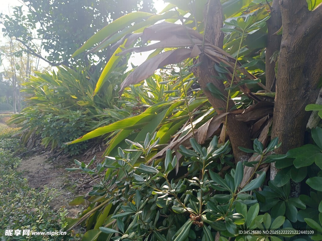 阳光照耀下的繁茂植物