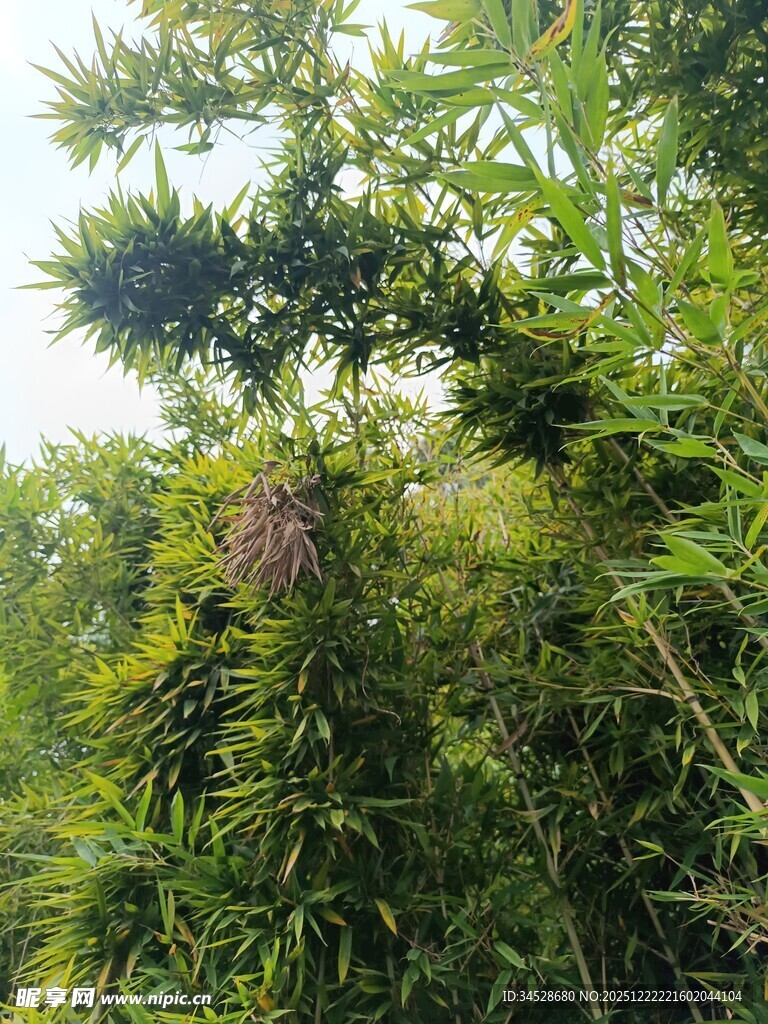 繁茂绿植中的奇特果实