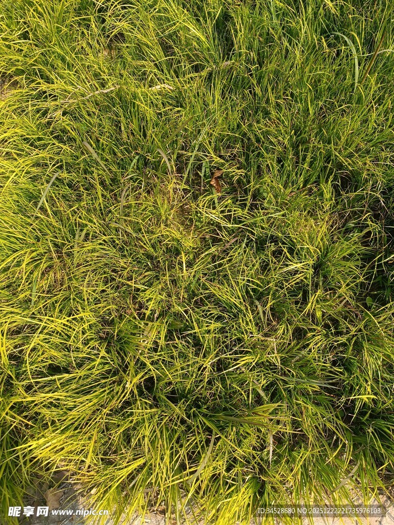 翠绿茂盛的草地景观