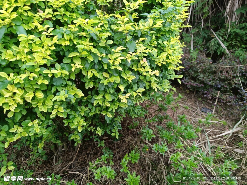 翠绿繁茂的灌木丛景观