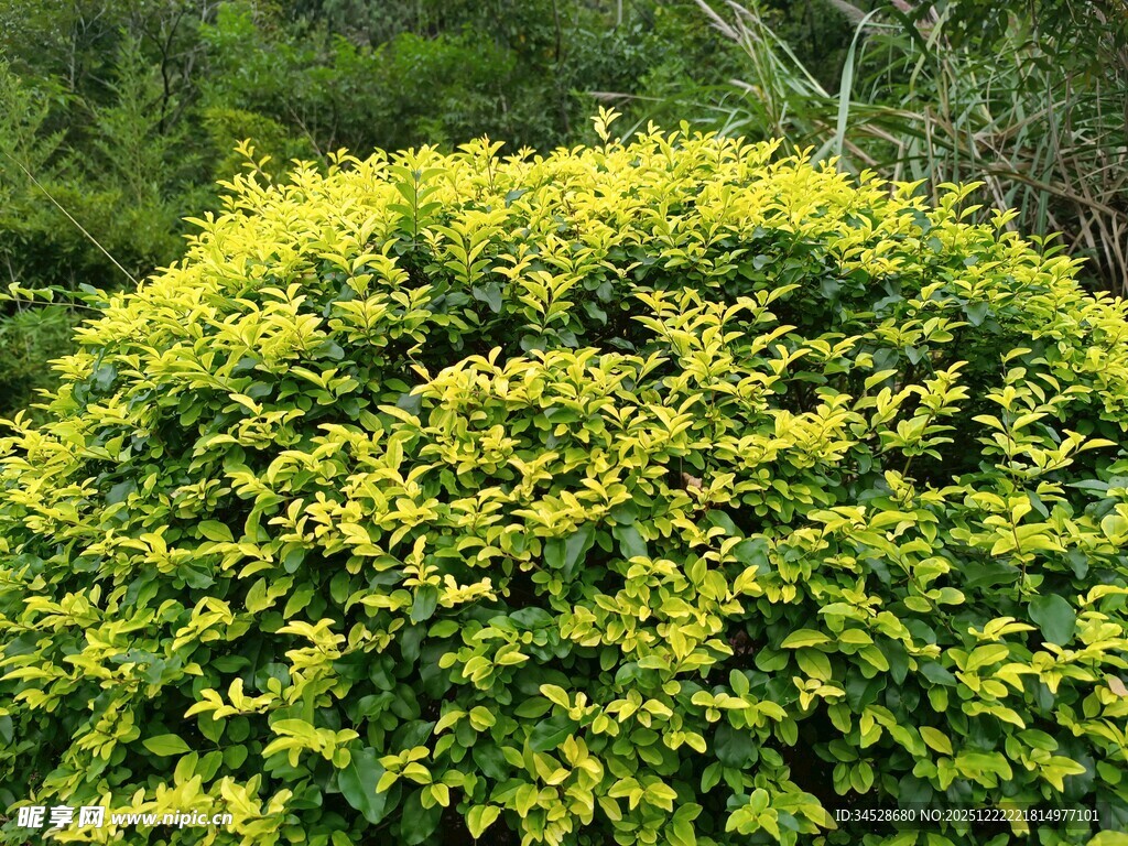 翠绿繁茂的球形灌木丛