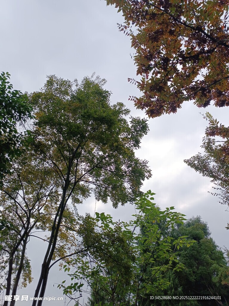 茂密树林中的天空景象