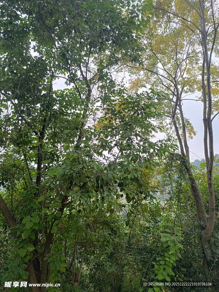 茂密树林中的自然景致