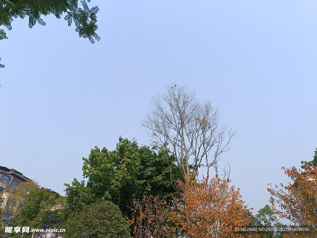 秋日多彩树木景致