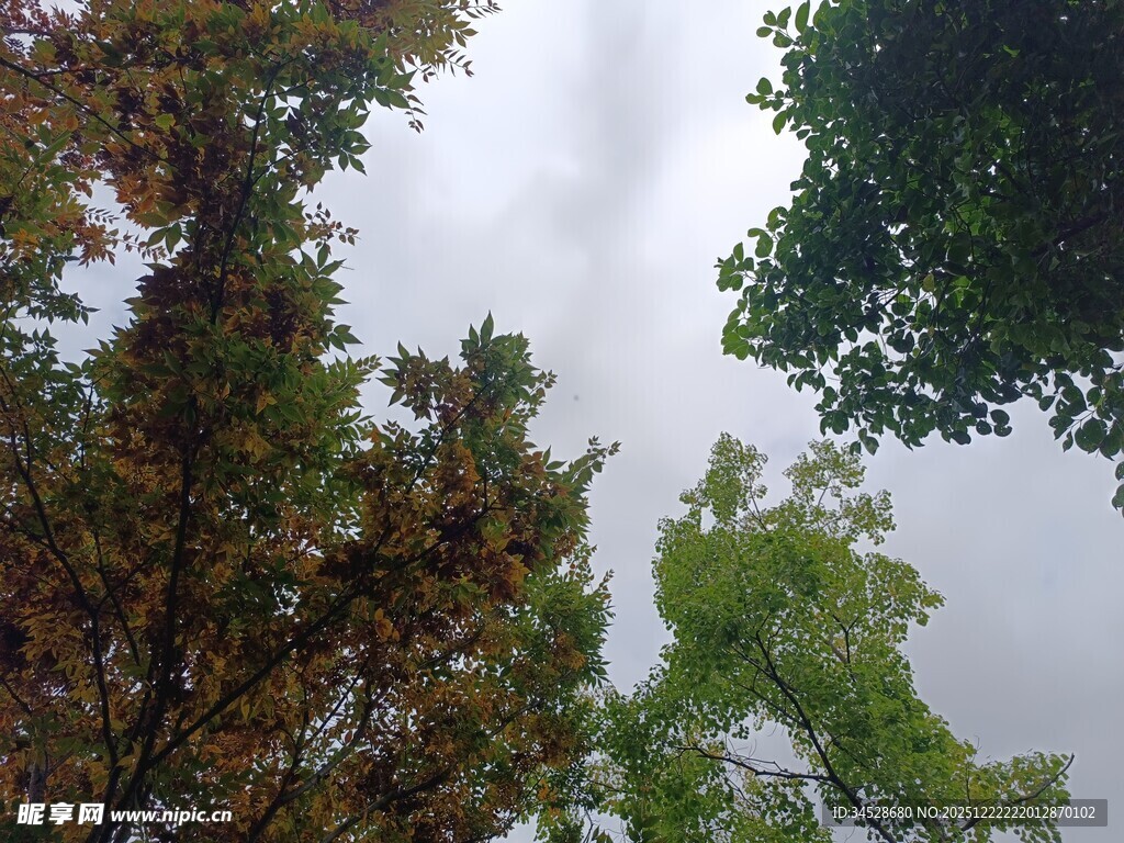 仰视多彩树木与天空