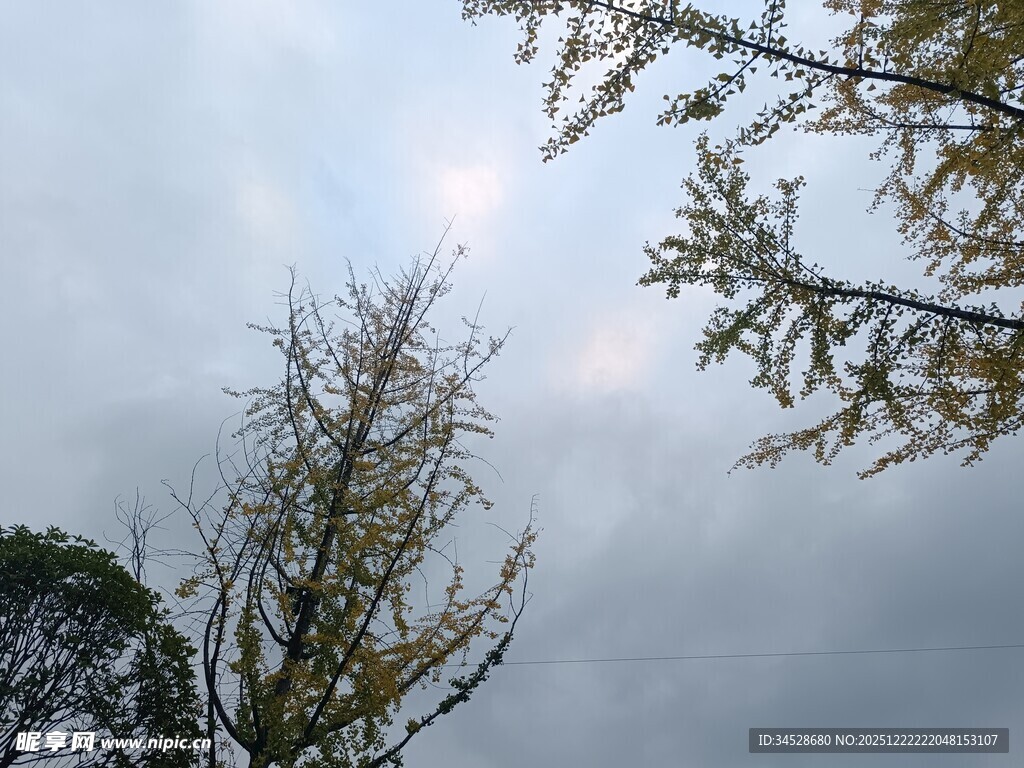 树梢间的天空与枝叶