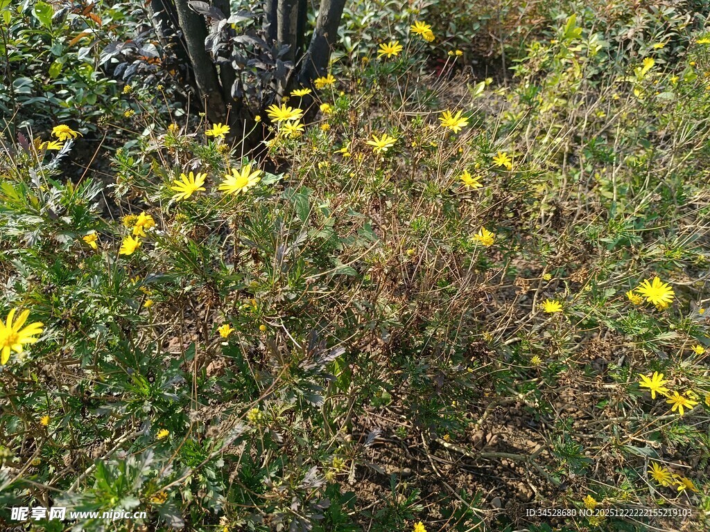野外绽放的黄色小花