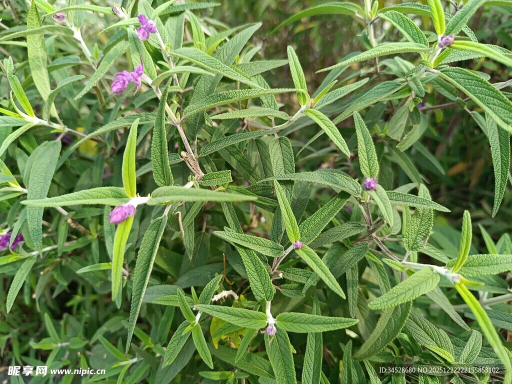 绿叶间的紫色小花