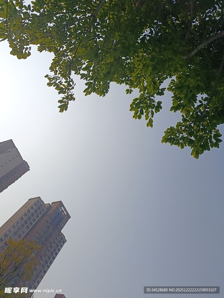 绿树掩映下的城市高楼