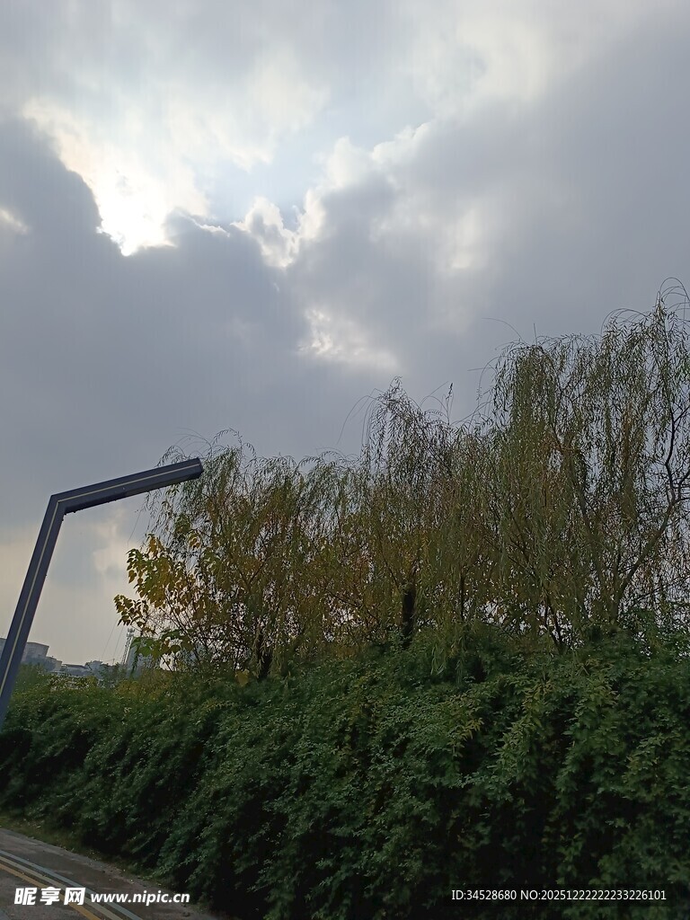 阴天路旁绿植与路灯景观