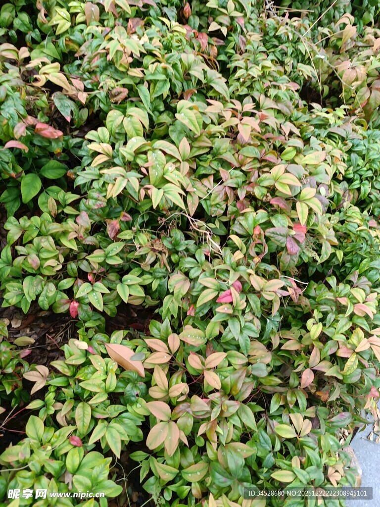 翠绿繁茂的多彩植物景观