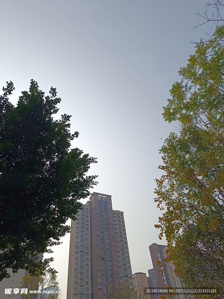 城市中树木与高楼景观