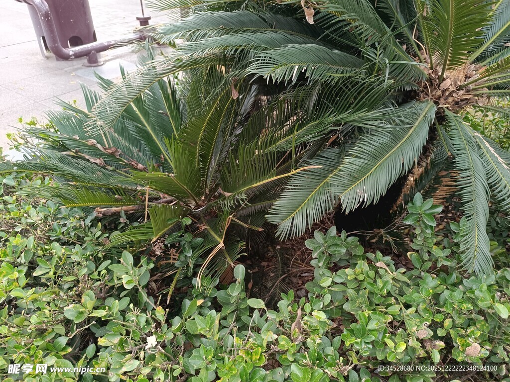 铁树与绿植相伴的景致