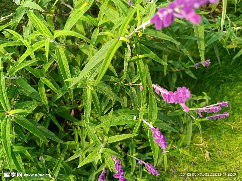 紫色野花绽放于绿意间