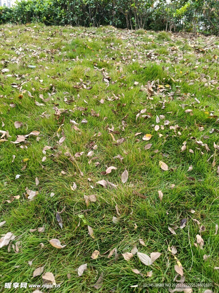 草地散落枯叶景象