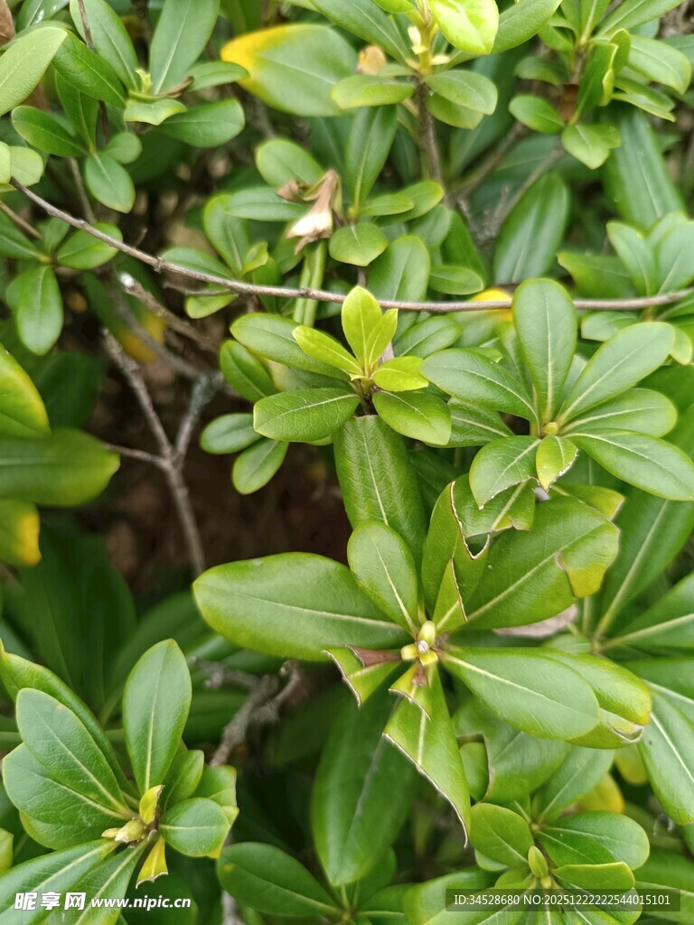 翠绿繁茂的植物枝叶