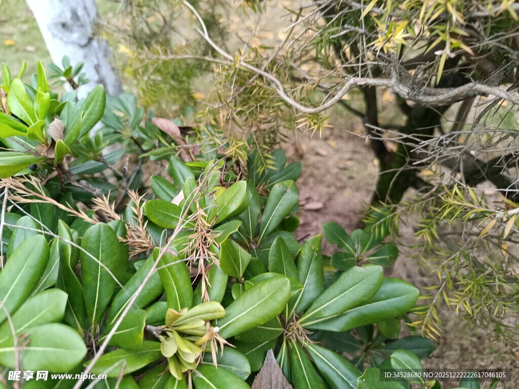 绿叶间的多彩植物景观